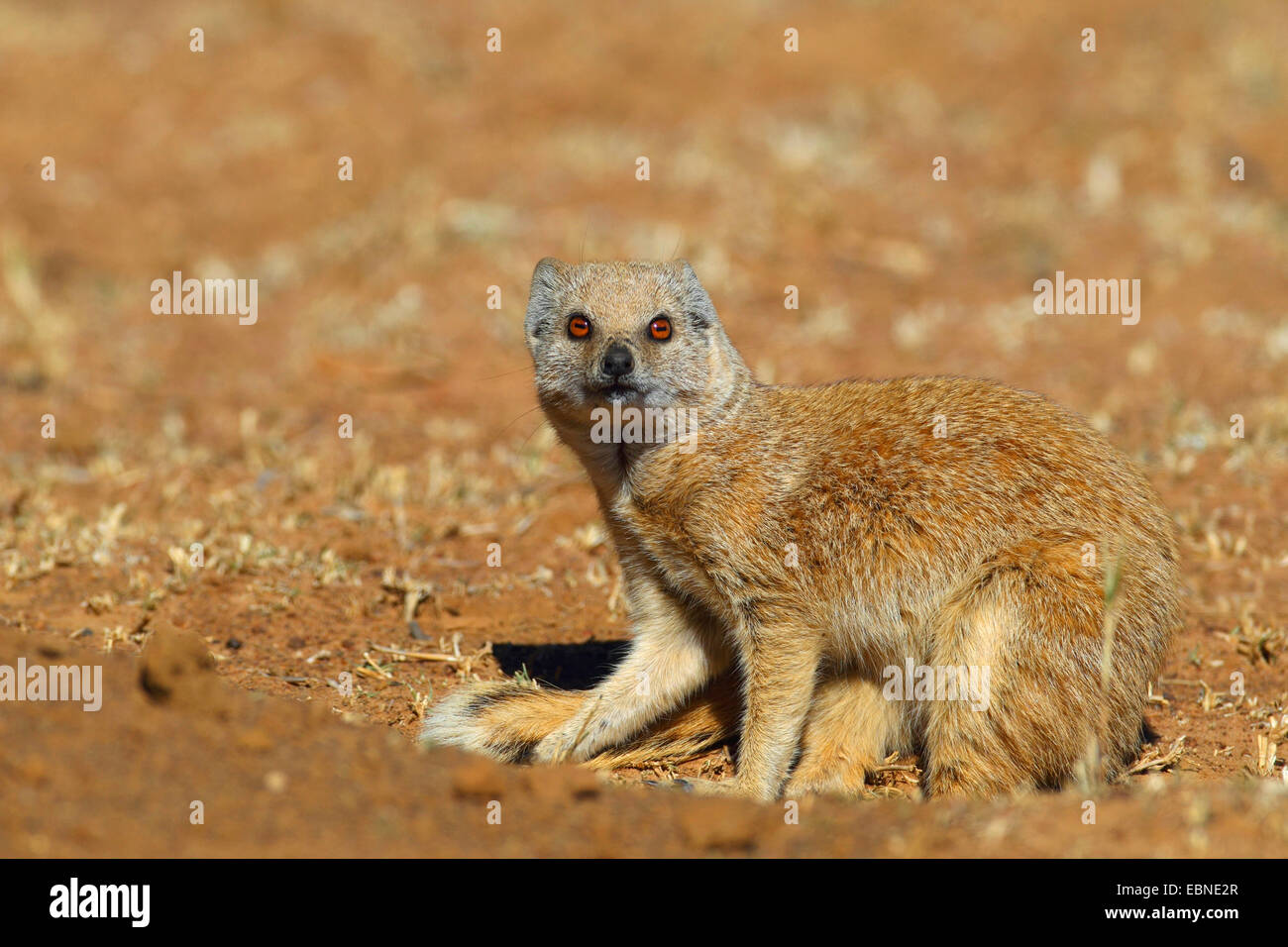 gelbe Mungo (Cynictis Penicillata), sitzen in den Fuchsbau, Südafrika, Barberspan Bird Sanctuary Stockfoto