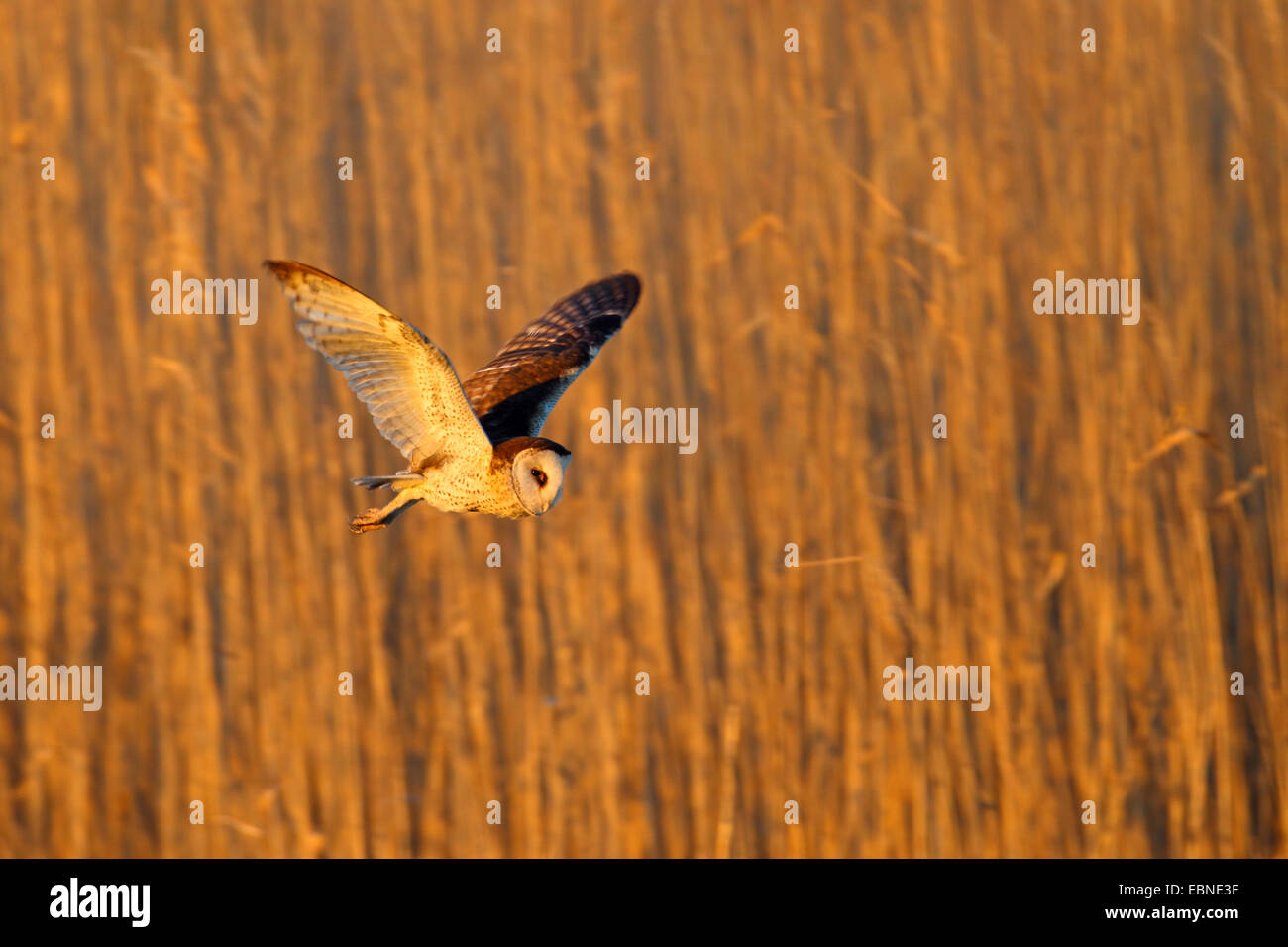 Afrikanischer Sumpf Eule (Asio Capensis), fliegen im Abendlicht, Südafrika, Barberspan Bird Sanctuary Stockfoto