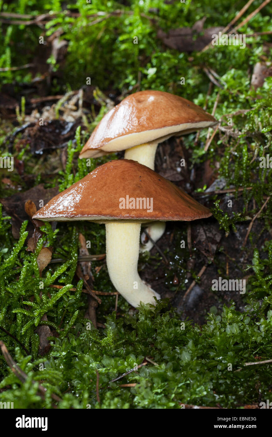 Weinende Bolete, granulierter Bolete (Suillus Granulatus, Suillus Lactifluus), zwei Fruchtkörper auf Waldboden, Deutschland Stockfoto