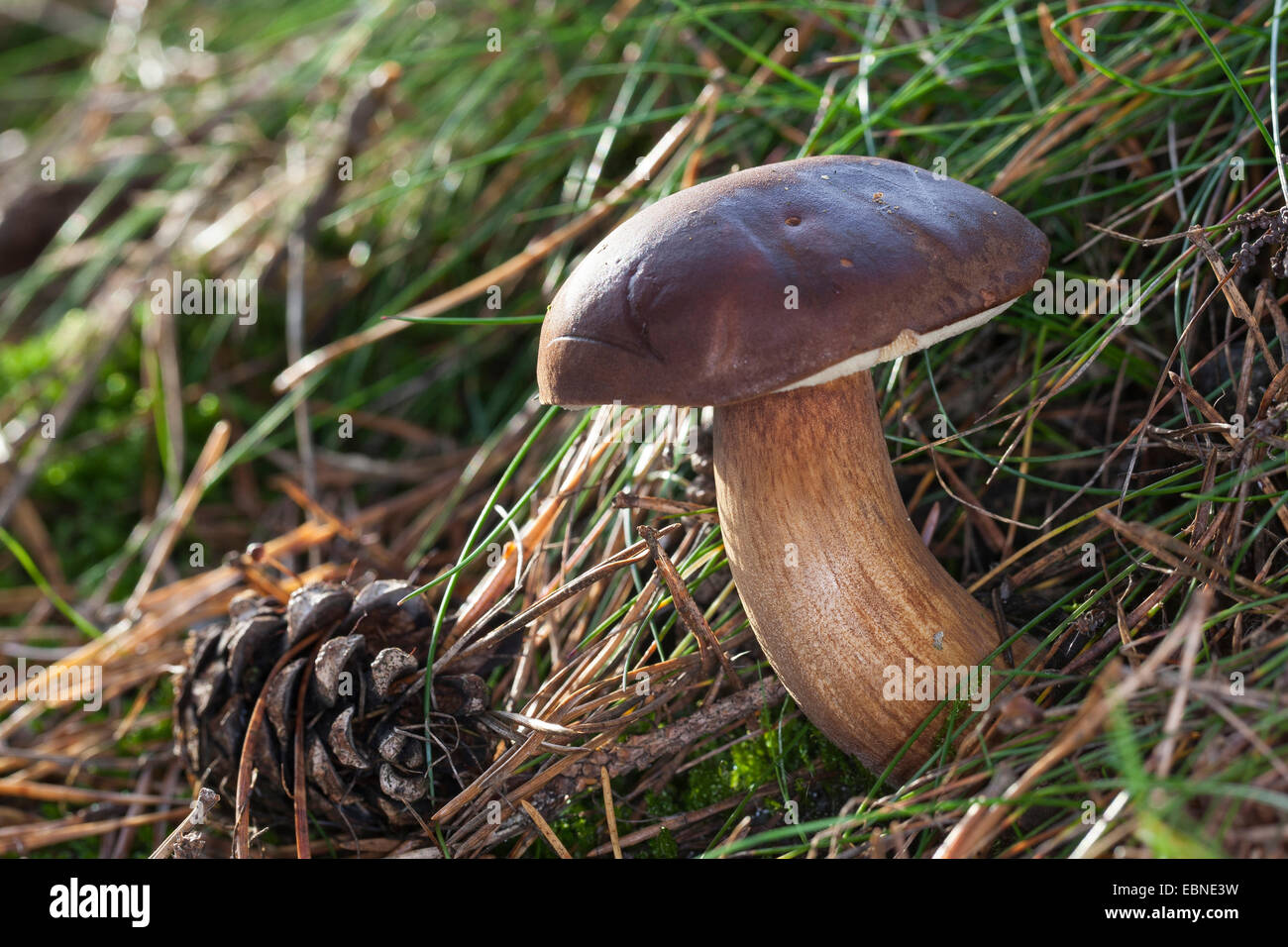 Bucht Bolete (Boletus Badius, Xerocomus Badius), auf Waldboden, Deutschland Stockfoto