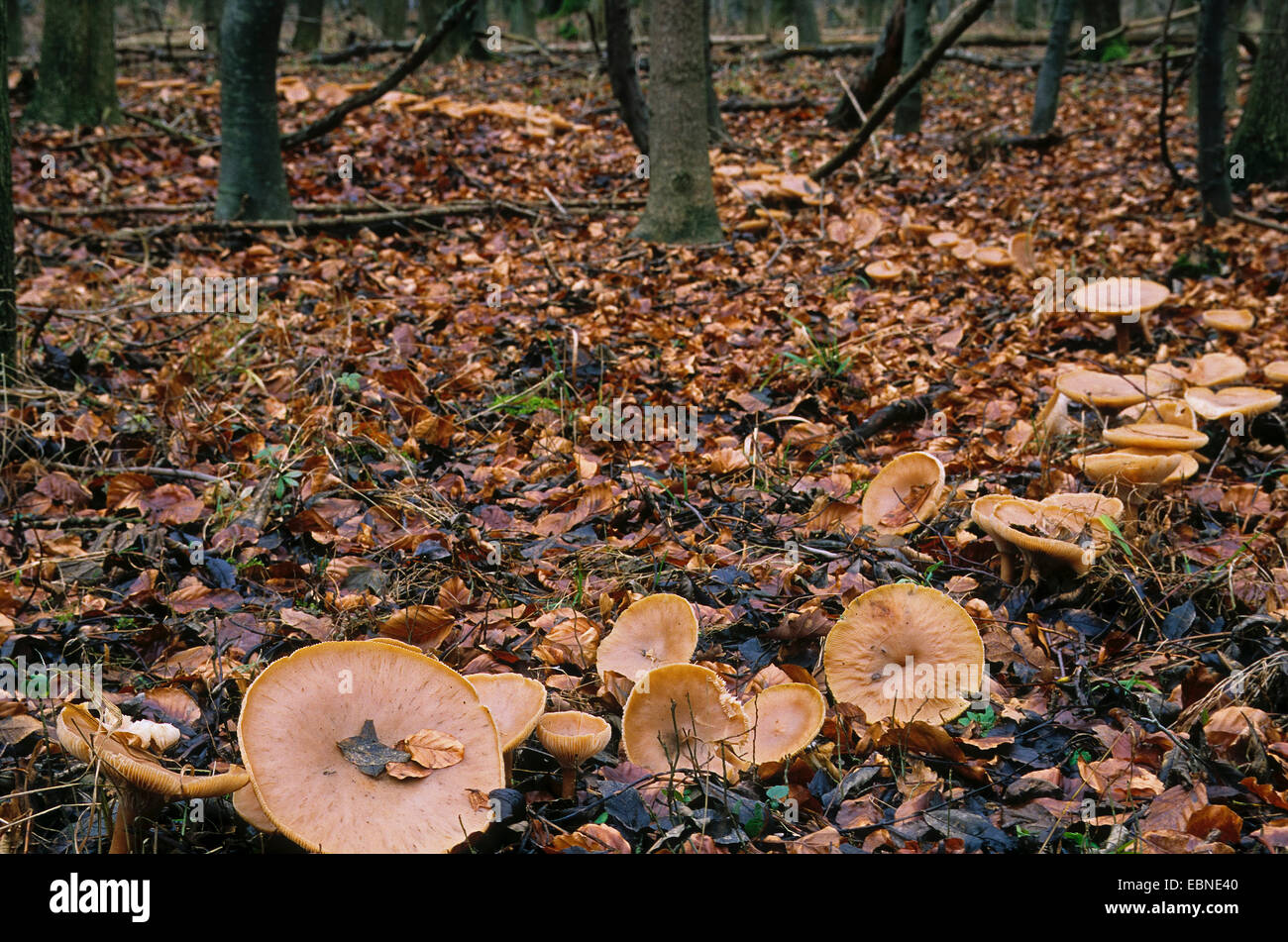 Trooping Trichter, des Mönchs Kopf (Clitocybe Geotropa, Clitocybe Maxima, Infundibulicybe Geotropa), Fairy Ring, Deutschland Stockfoto