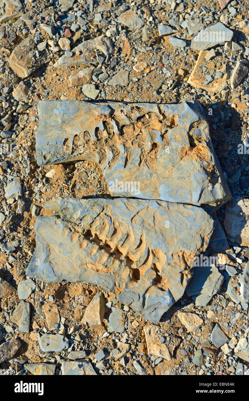africa-namibia-mesosaurus-tenuidens-fossil-stockfotos-und-bilder