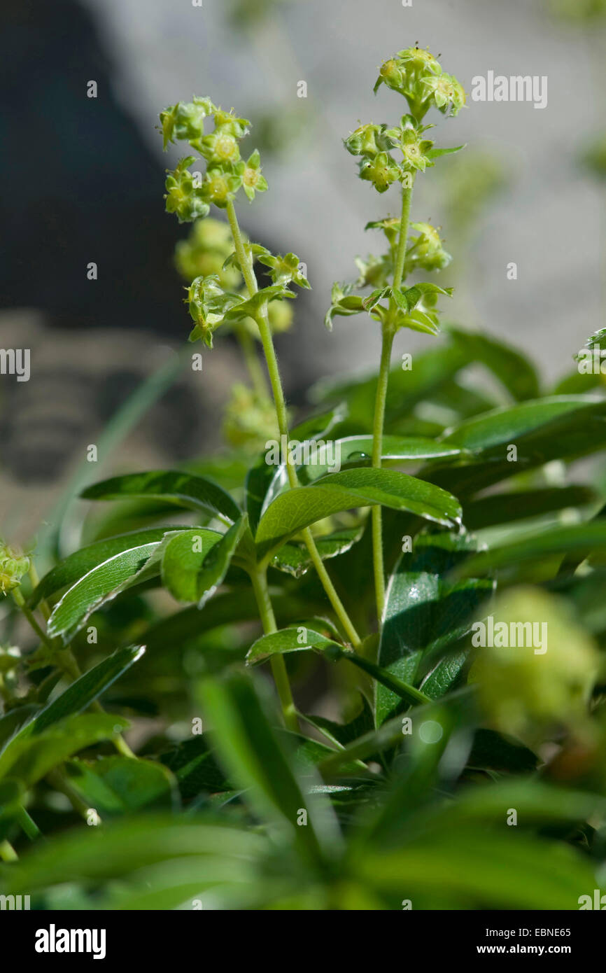 Berg Frauenmantel (Alchemilla Conjuncta), blühen, Schweiz, Schynige Platte Stockfoto