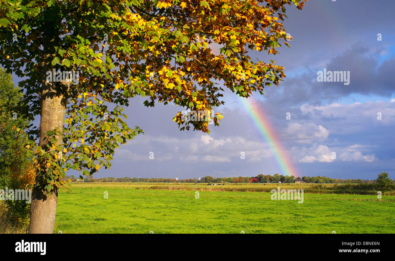 Regenbogen über Lanhausen, Landkreis Cuxhaven, Deutschland, Niedersachsen Stockfoto