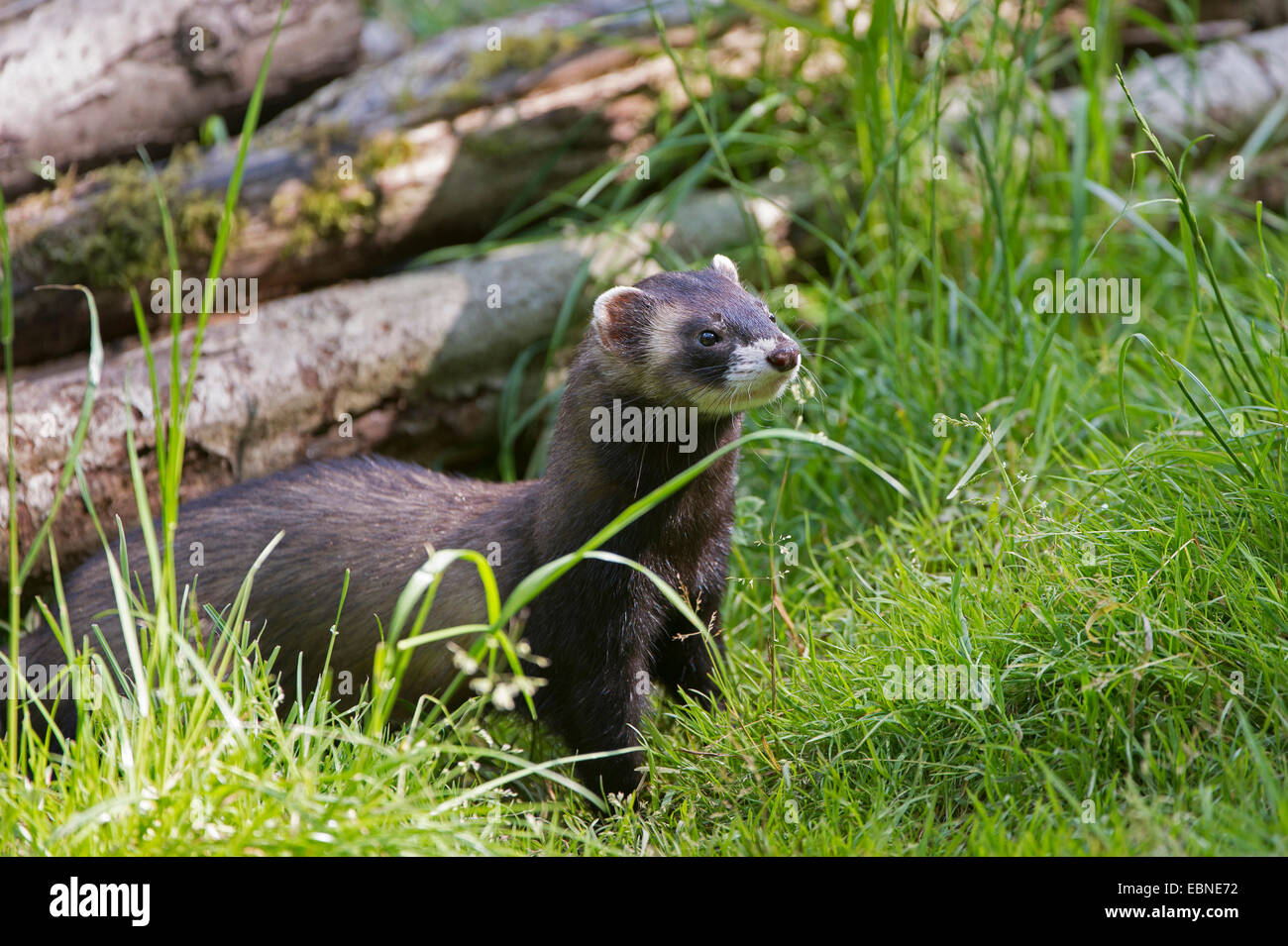 Europäischer Iltis (Mustela Putorius), stehend auf einer Wiese wachsam, Deutschland, Niedersachsen Stockfoto