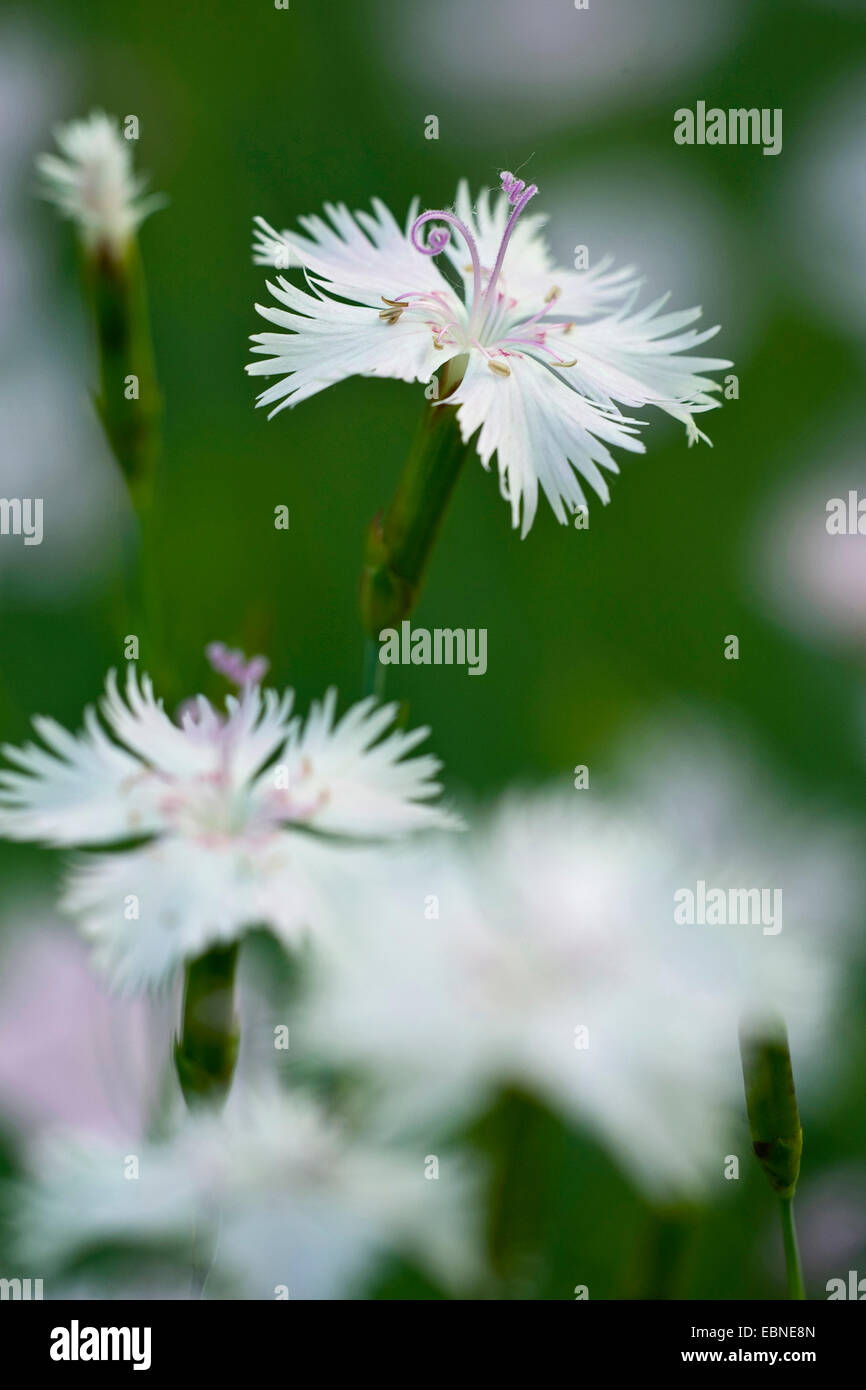 Duftende Schneeflocke Garten Rosa (Dianthus Petraeus SSP Petraeus), Blume Stockfoto