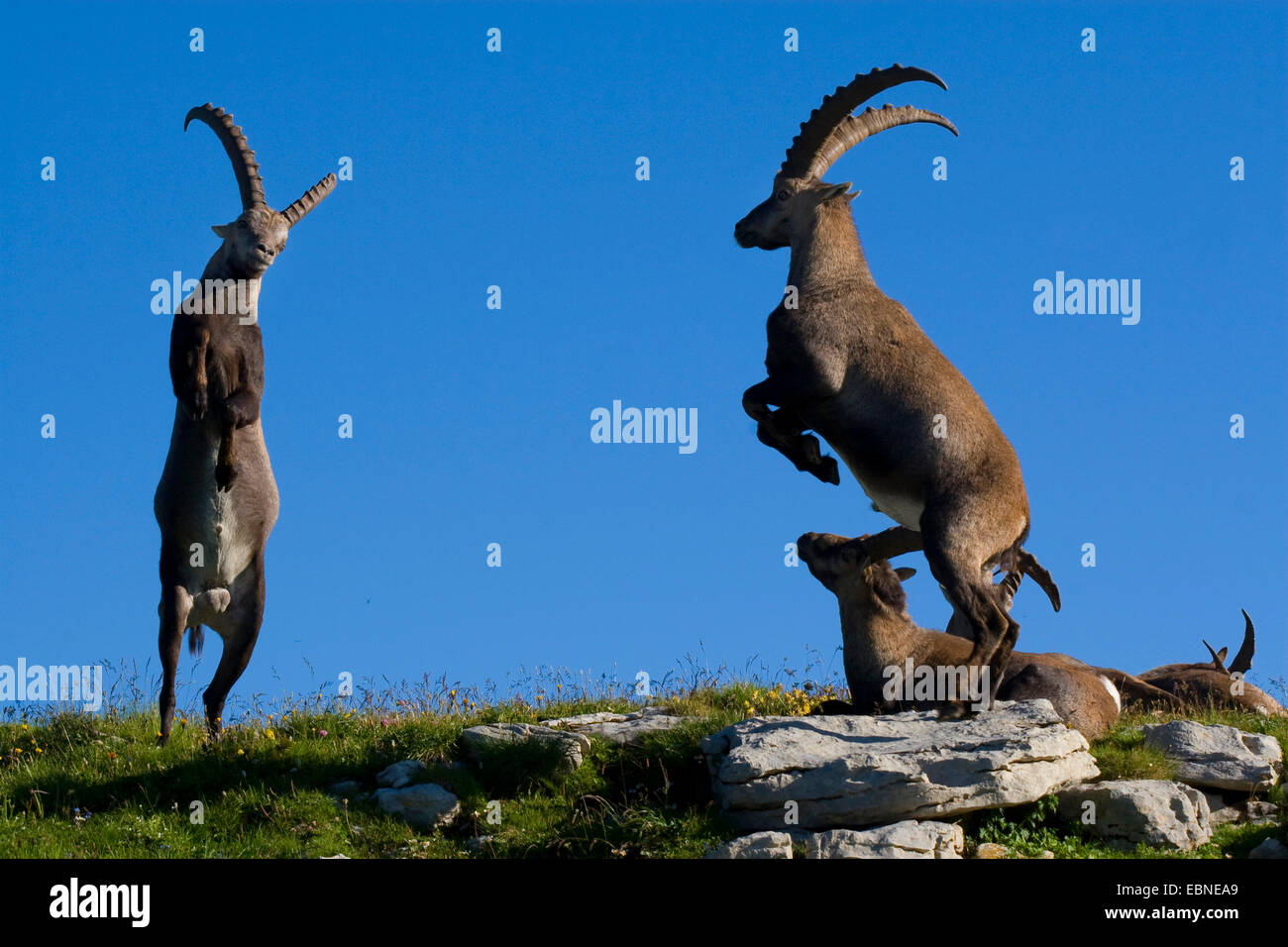 Alpensteinbock (Capra Ibex, Capra Ibex Ibex), einige Tiere auf einer Wiese zwischen Felsen am Rand einer Schlucht, zwei männliche tun hierarchische Kämpfe, Toggenburg, Chaeserrugg, Sankt Gallen, Schweiz Stockfoto