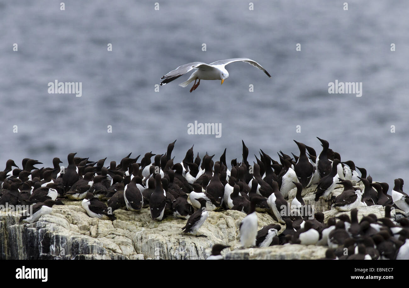 Silbermöwe (Larus Argentatus), überfliegen Brutkolonie von gemeinsamen Trottellummen, Farne Islands, Northumberland, England, Vereinigtes Königreich Stockfoto