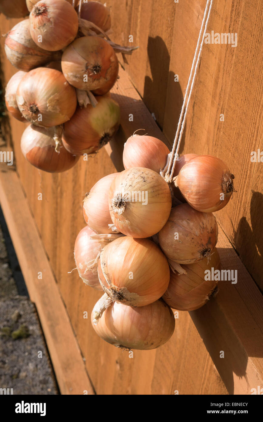 Homegrown Zeichenfolge mit Zwiebeln Stockfoto