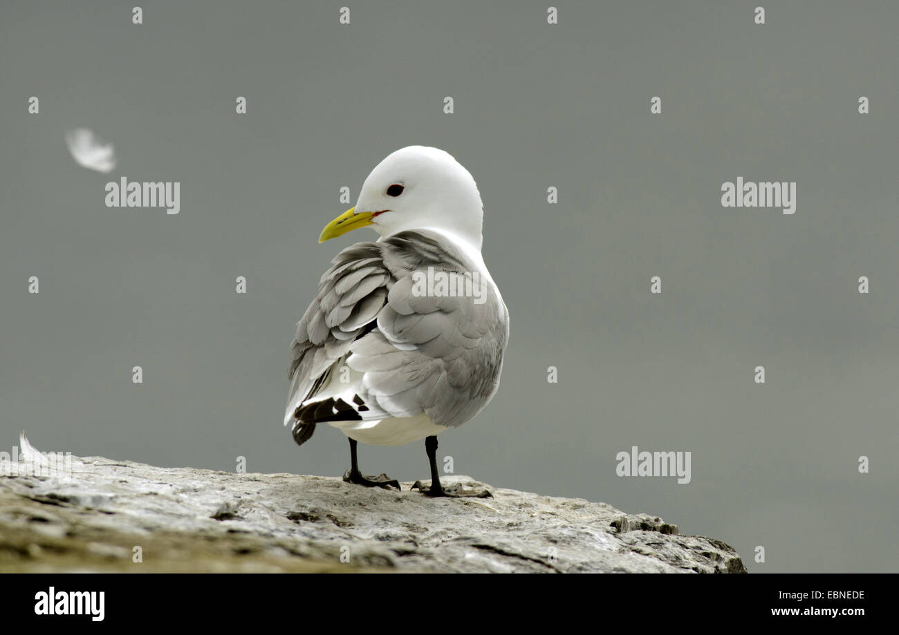 Schwarz-legged Kittiwake (Rissa Tridactyla, Larus Tridactyla), steht auf einem Felsen, Farne Islands, Northumberland, England, Vereinigtes Königreich Stockfoto