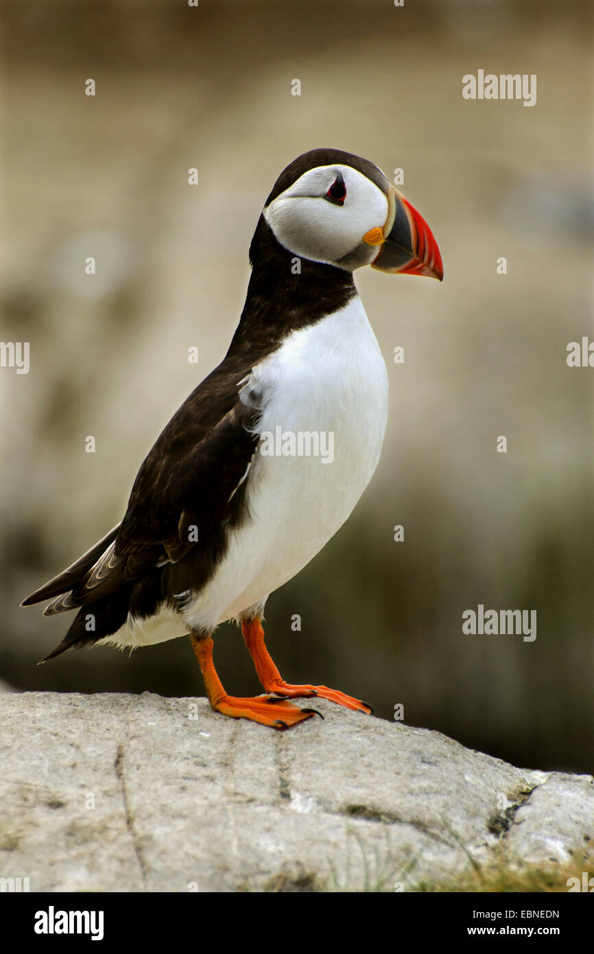 Papageitaucher, gemeinsame Papageientaucher (Fratercula Arctica), auf einem Felsen, Farne Islands, Northumberland, England, Vereinigtes Königreich Stockfoto