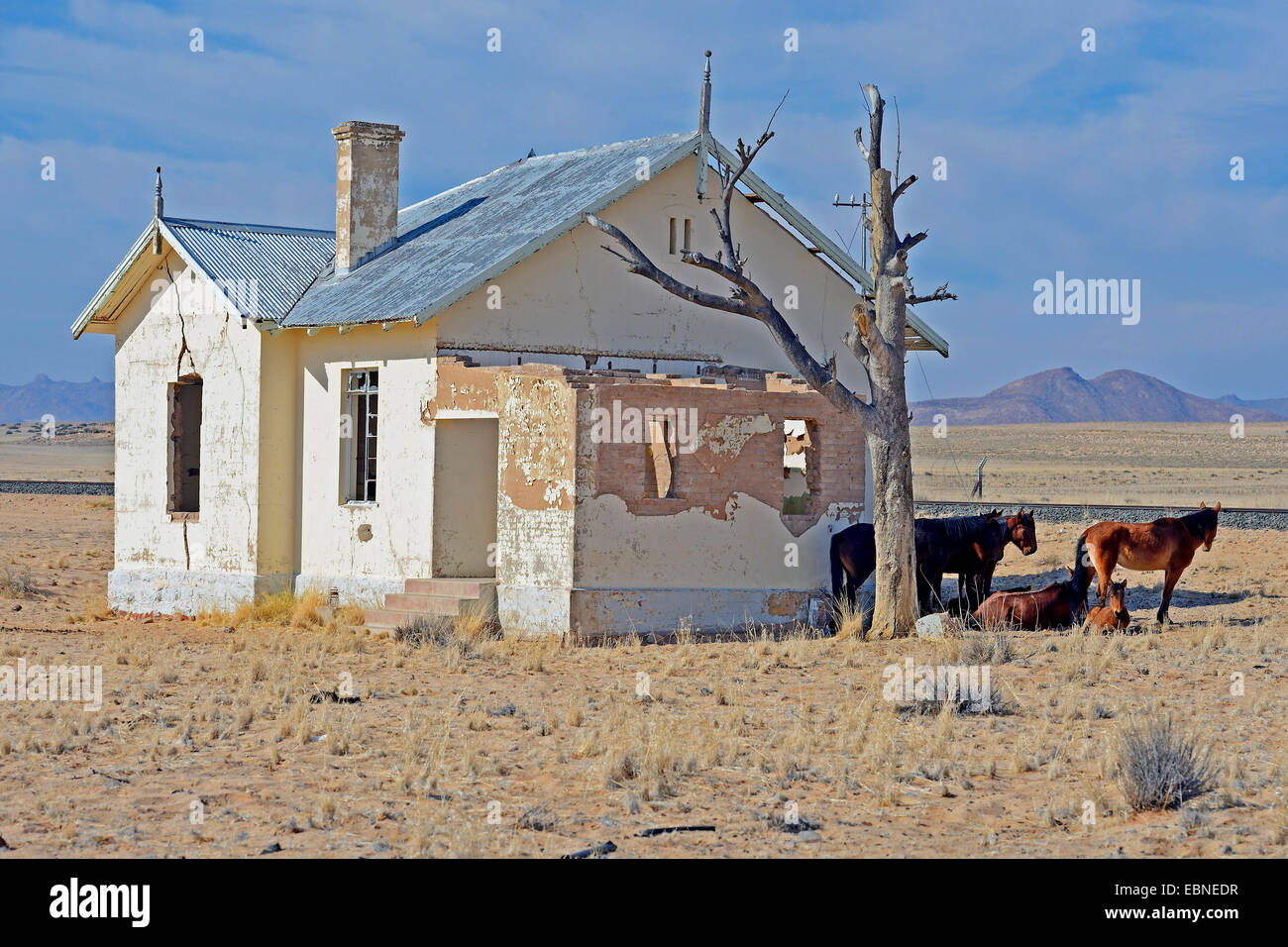 Namib Wildpferd (Equus Przewalskii F. Caballus), Wildpferde suchen Schatten am verfallenden Bahnhof von Garun bei Aus Namibia Stockfoto
