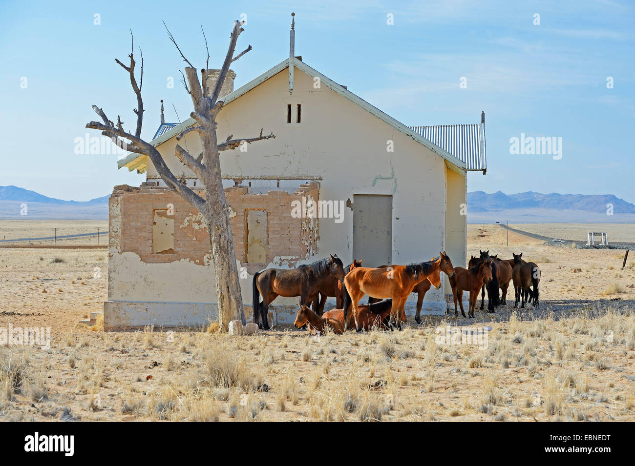 Namib Wildpferd (Equus Przewalskii F. Caballus), Wildpferde suchen Schatten am verfallenden Bahnhof von Garub bei Aus Namibia Stockfoto