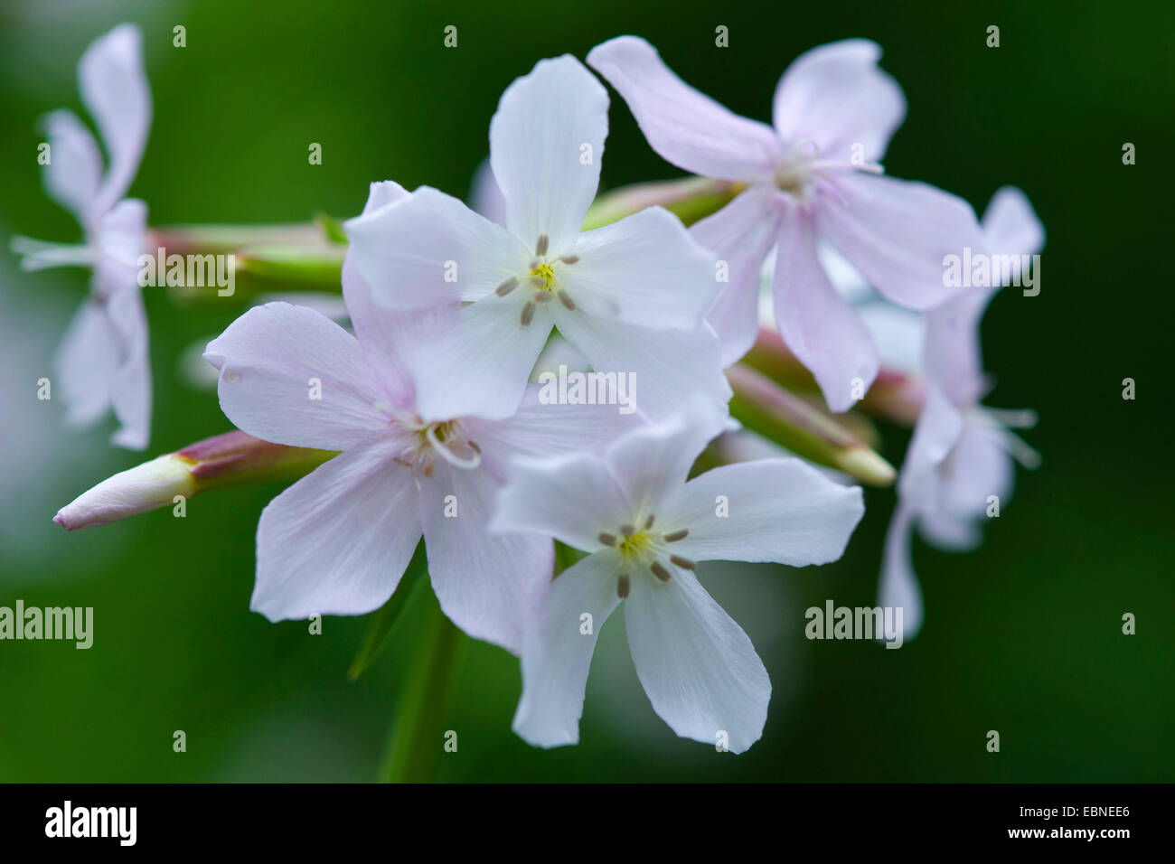 Bouncingbet, Prellen-Bet, Seifenkraut (Saponaria Officinalis), blühen, Deutschland Stockfoto