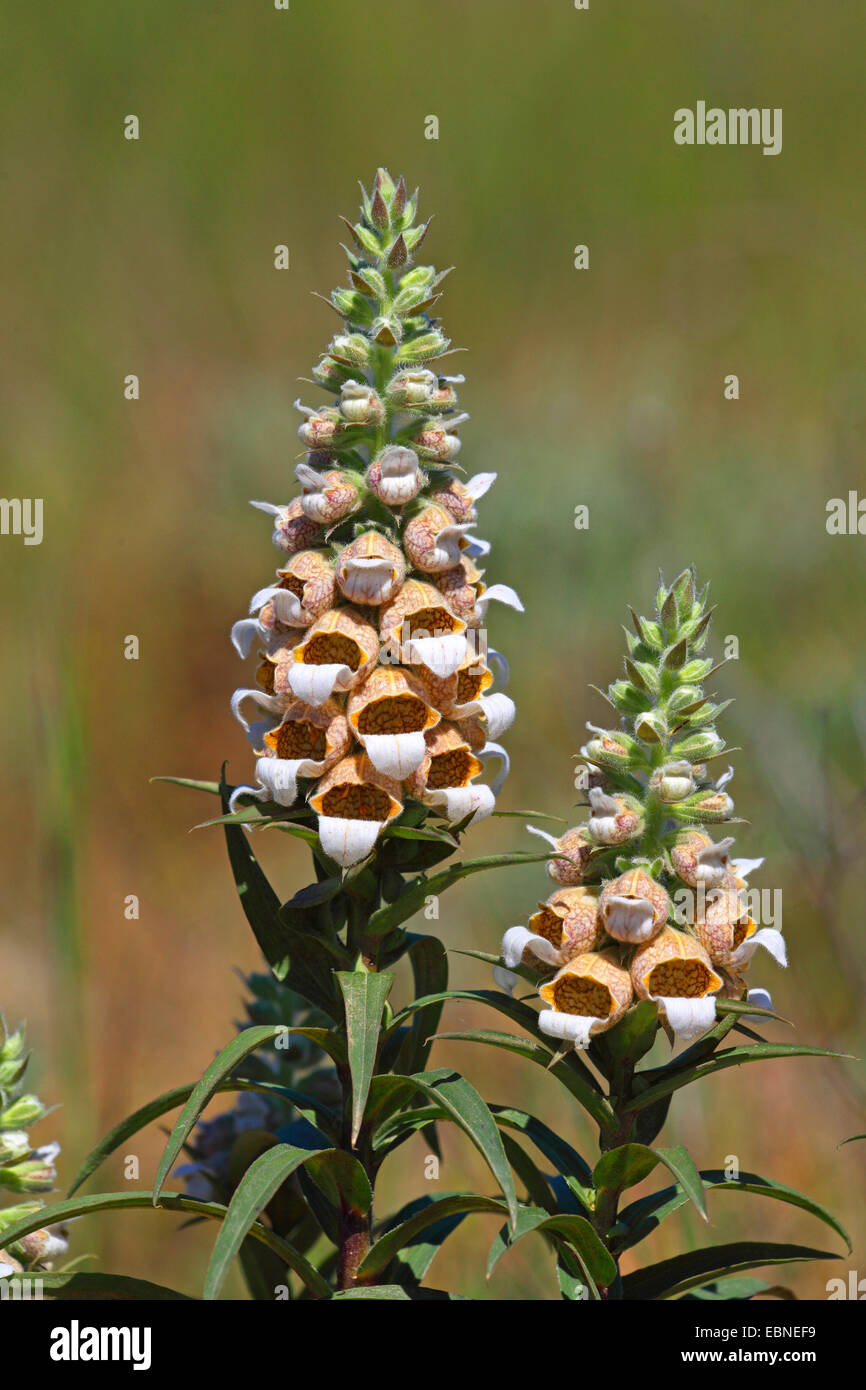 Balcan Bär Reithose (Acanthus Balcanicus, Acanthus Hungaricus Balcanicus), die Blüte, Bulgarien, Kap Kaliakra Stockfoto