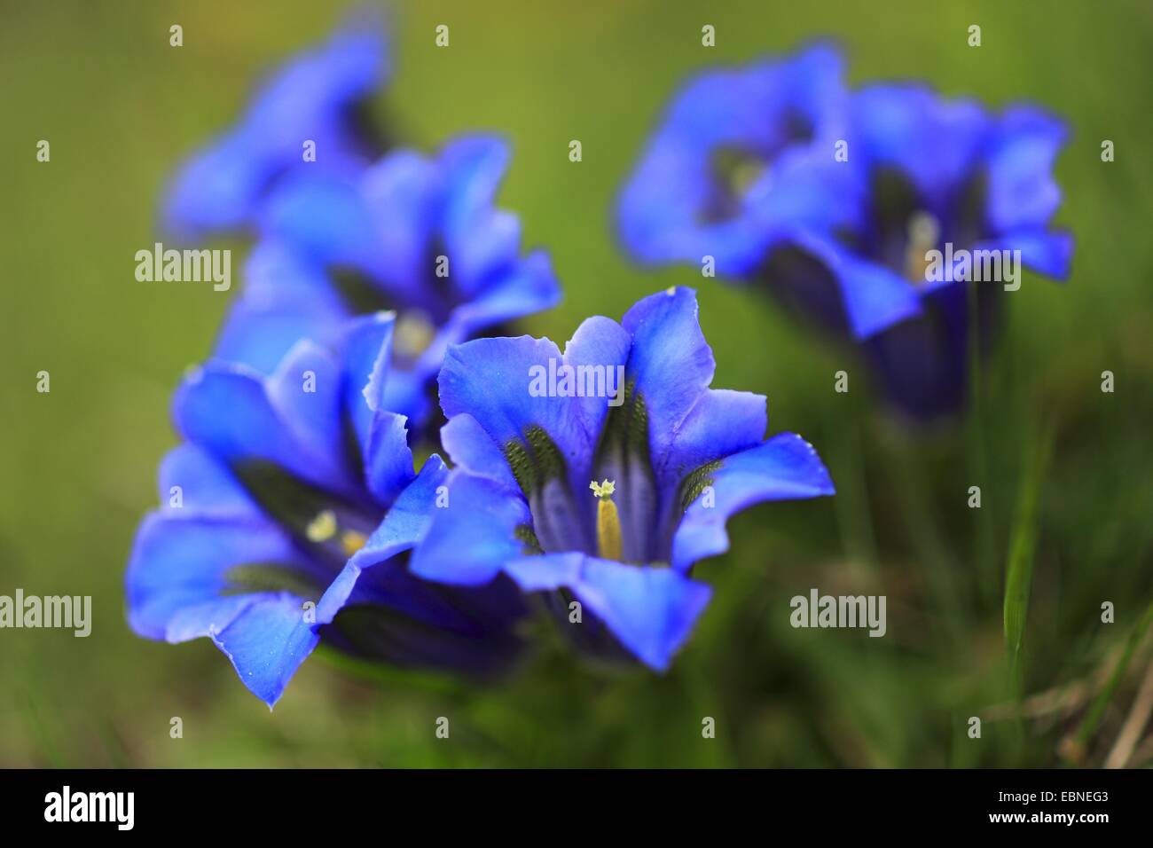 Gentiana Clusii (Gentiana Clusii), Blumen, Schweiz, Berner Oberland Stockfoto