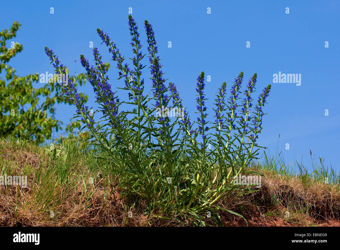 Blueweed, blauer Teufel, viper's Bugloss, gemeinsame Viper-Bugloss (Echium Vulgare), blühen, Deutschland Stockfoto