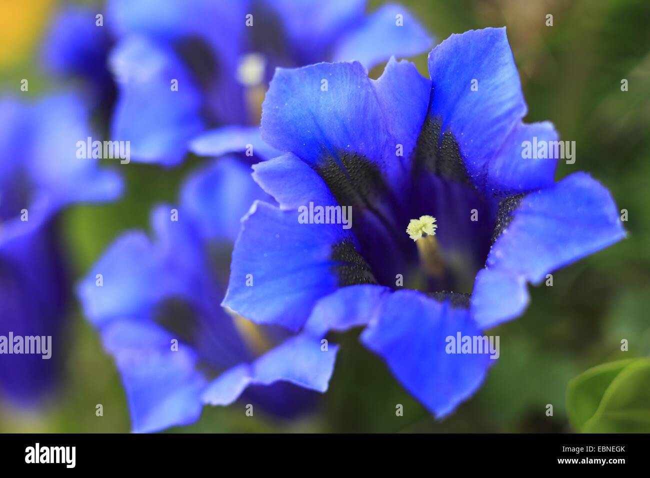 Gentiana Clusii (Gentiana Clusii), Blumen, Schweiz, Berner Oberland Stockfoto