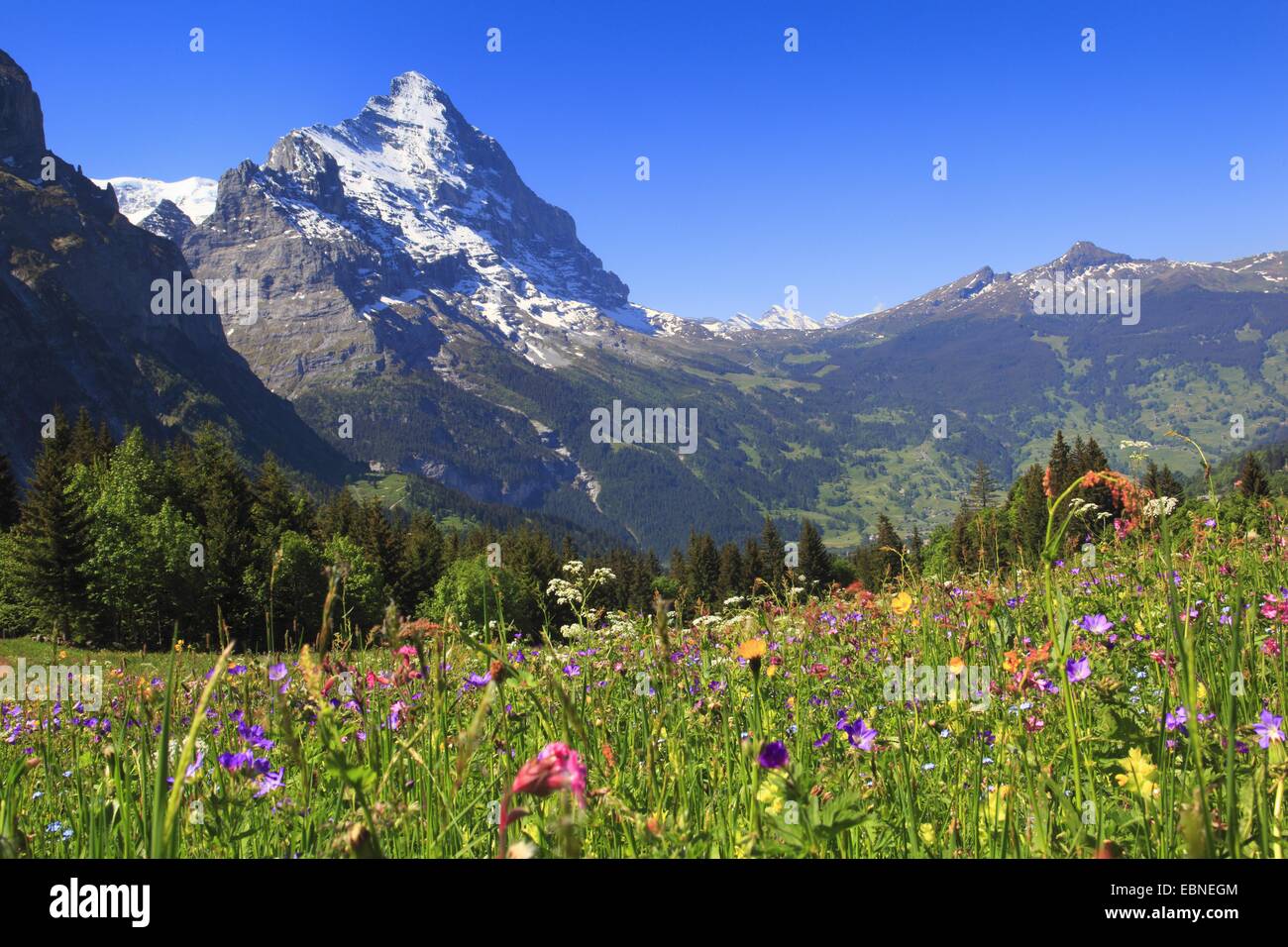 die sonnendurchfluteten Eiger unter einem strahlend blauen Himmel, der Schweiz, Bern, Grindelwald Stockfoto