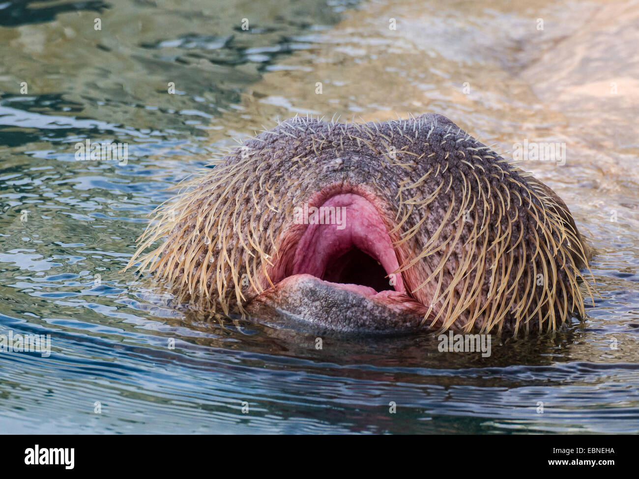 Walross (Odobenus Rosmarus), offenem Mund auf der Oberfläche des Wassers Stockfoto