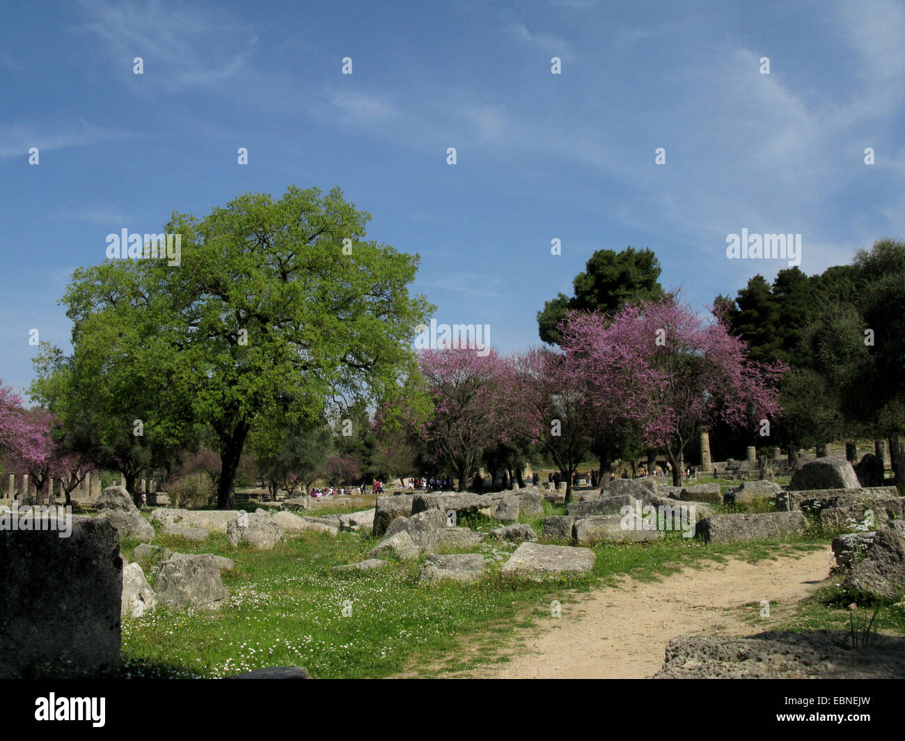 Judasbaum (Cercis Siliquastrum), antike Stätte von Olympia im Frühling, Griechenland, Peloponnes, Olympia Stockfoto