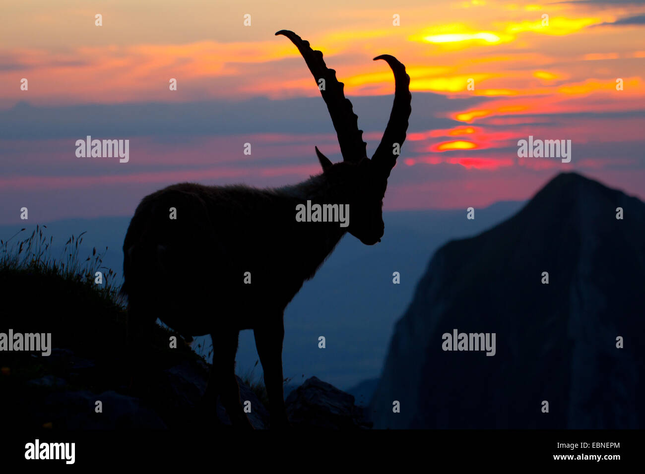 Alpensteinbock (Capra Ibex, Capra Ibex Ibex), Silhouette gegen Sonnenaufgang, Schweiz, Alpstein Stockfoto