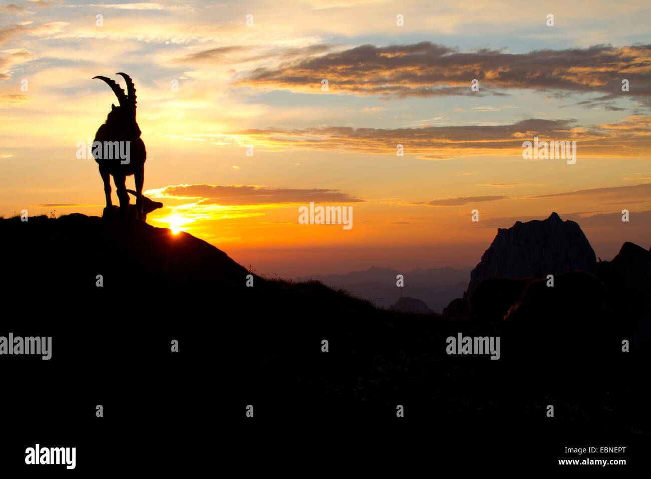 Alpensteinbock (Capra Ibex, Capra Ibex Ibex), Silhouette gegen Sonnenaufgang, Schweiz, Alpstein Stockfoto