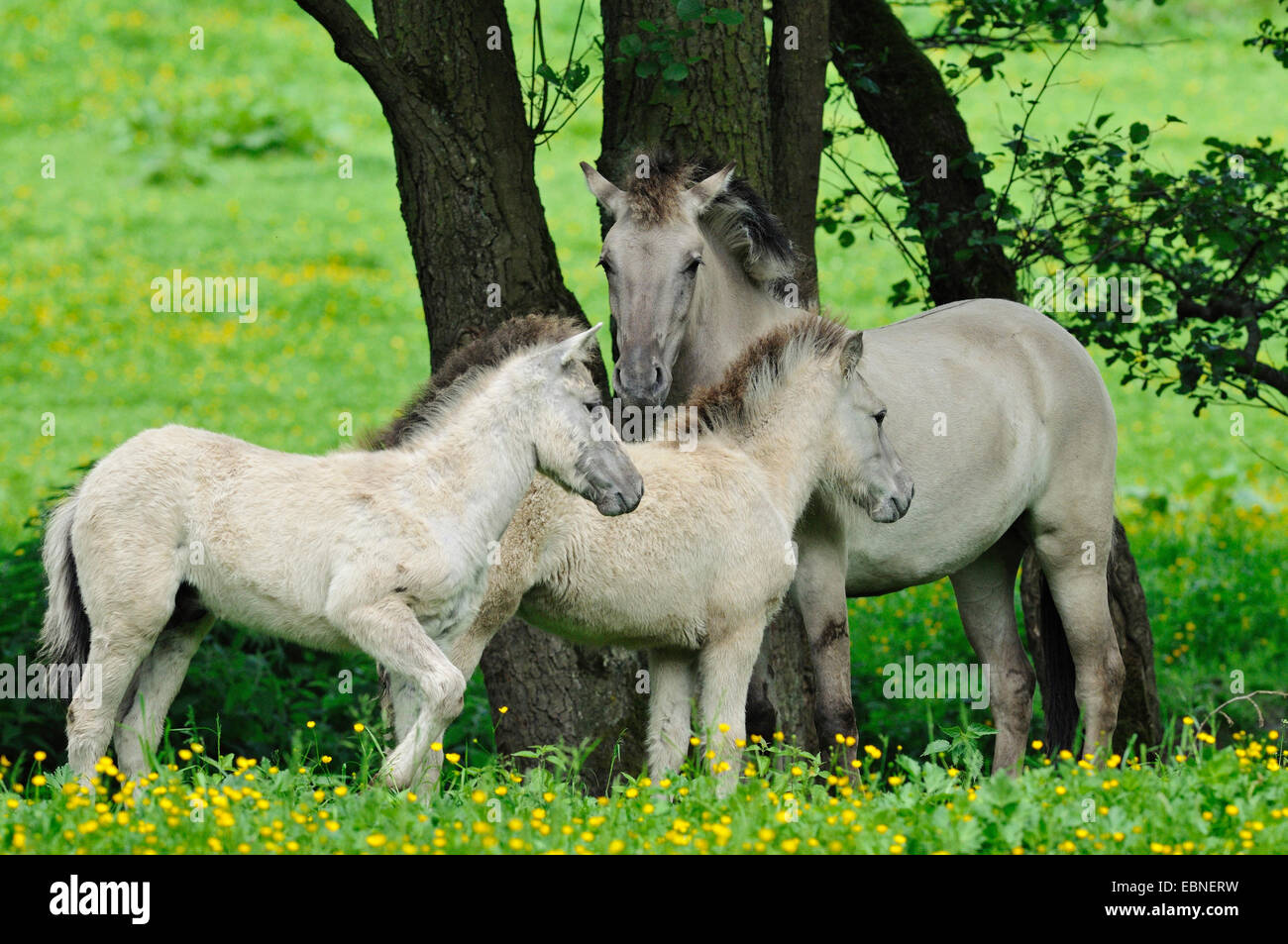 Tarpan (Equus Ferus Gmelini, Equus Gmelini), zurück durch die Kreuzung von verschiedenen Pferderassen Zucht Versuch der ausgestorbenen Wildpferd Unterarten. Stute mit zwei Fohlen auf der Weide, Deutschland Stockfoto