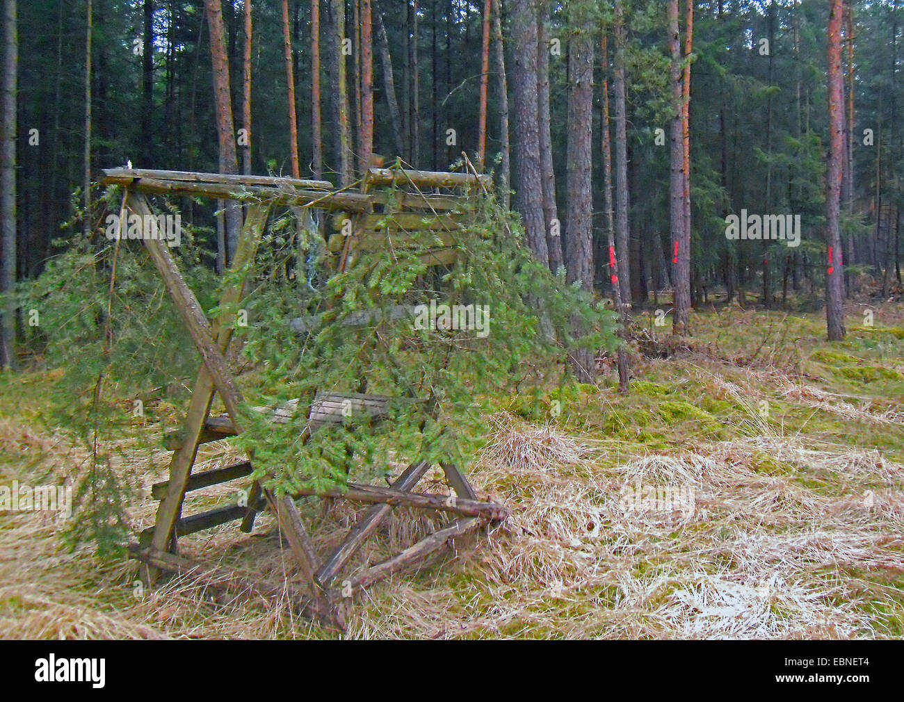 Hochsitz für die Jagd im Nadelwald, Deutschland, Niedersachsen Stockfoto