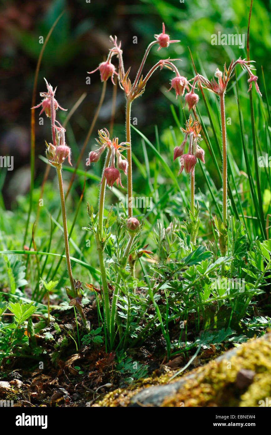 Purple Avens, Wasser Avens (Geum Rivale), im Keim zu ersticken, Deutschland Stockfoto