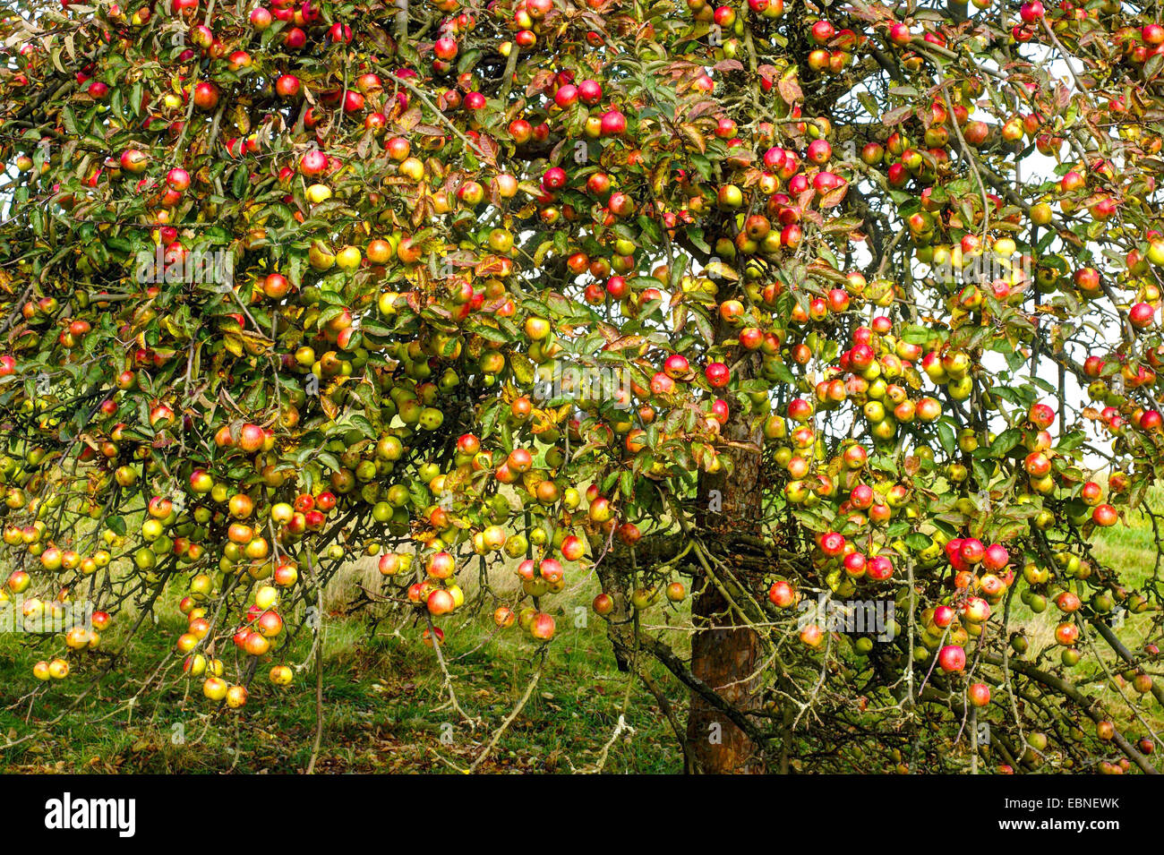 Apfelbaum (Malus Domestica), mit vielen Äpfel, Deutschland, Hessen Stockfoto