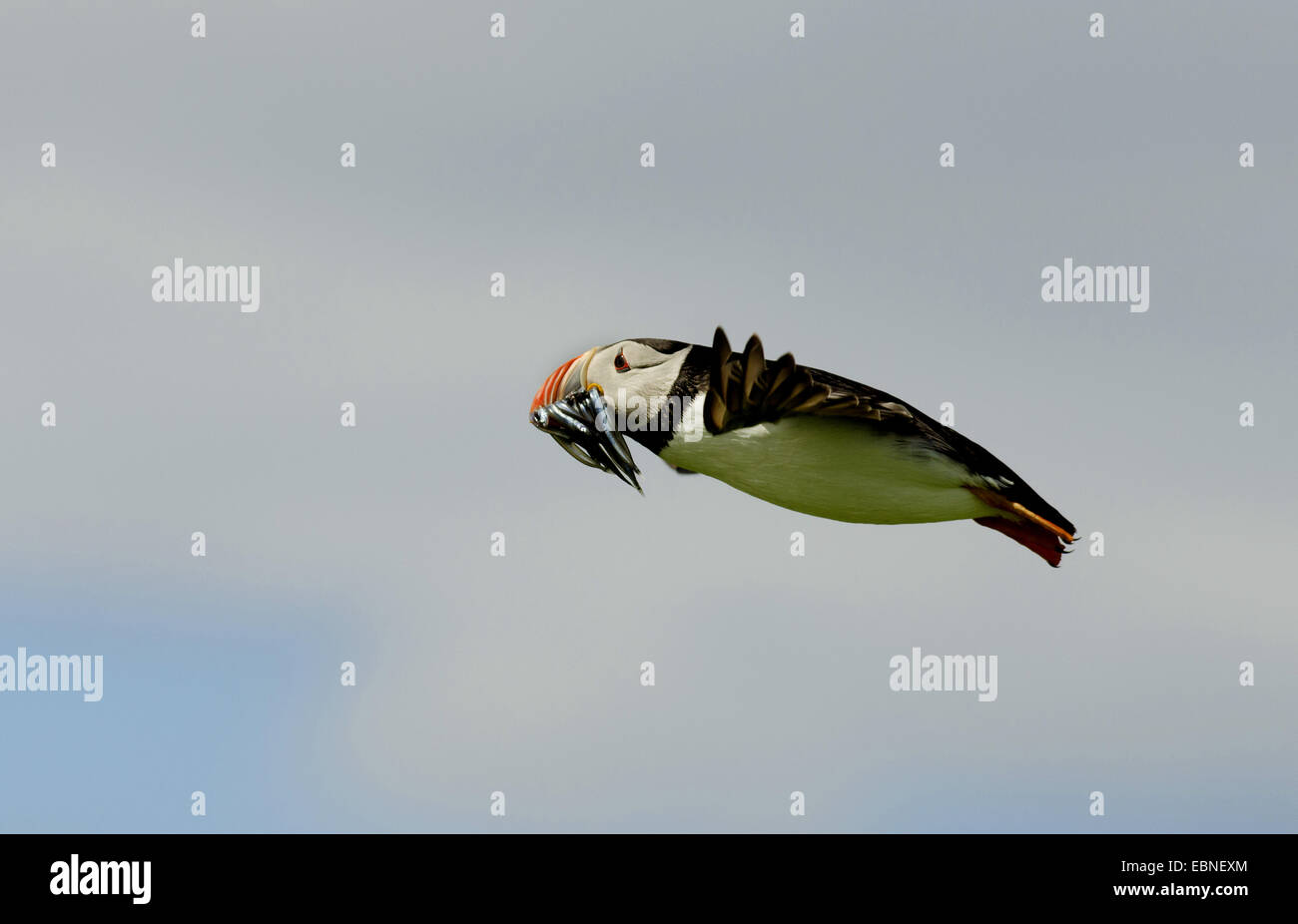 Papageitaucher, gemeinsame Papageientaucher (Fratercula Arctica), im Flug mit Fischen in der Rechnung, Farne Islands, Northumberland, England, Vereinigtes Königreich Stockfoto