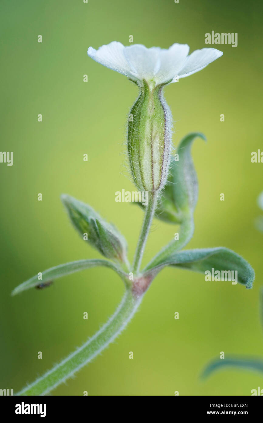 White Campion (Silene Latifolia Subspecies Alba, Silene Alba, Silene Pratensis, Melandrium Album), Blume, Deutschland Stockfoto