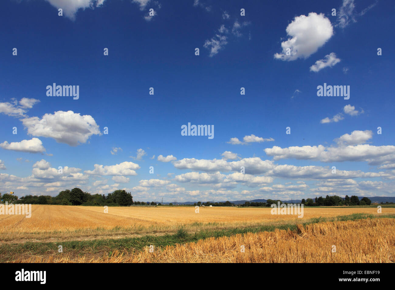 Stoppelfeld, Deutschland Stockfoto
