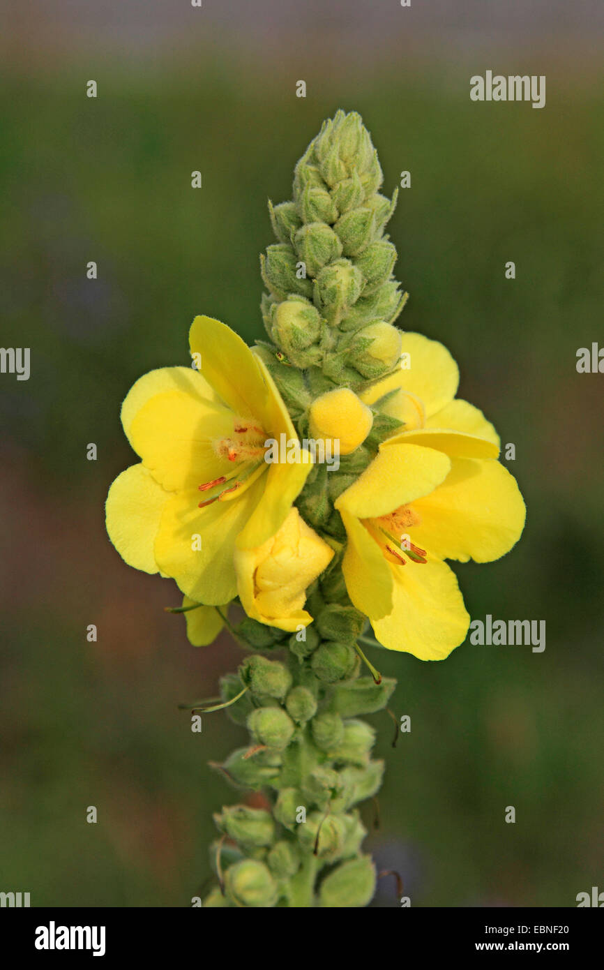 dicht blühende Königskerze, dichten Königskerze (Verbascum Densiflorum), Blütenstand, Deutschland Stockfoto