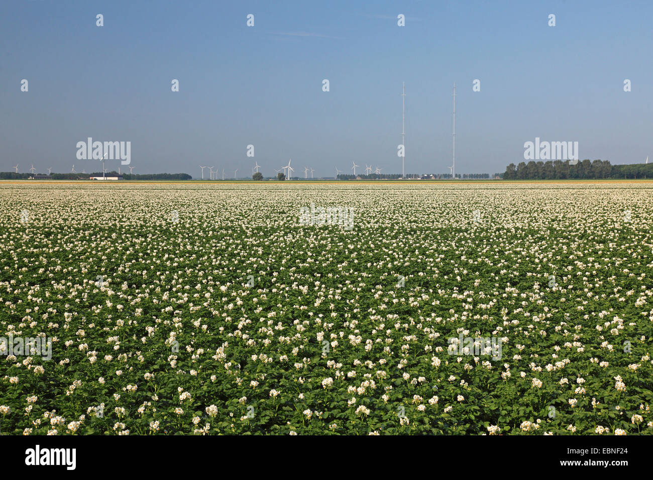 Kartoffel (Solanum Tuberosum), Feld, Windräder in den Hintergrund, Niederlande, Flevoland Blüte Stockfoto