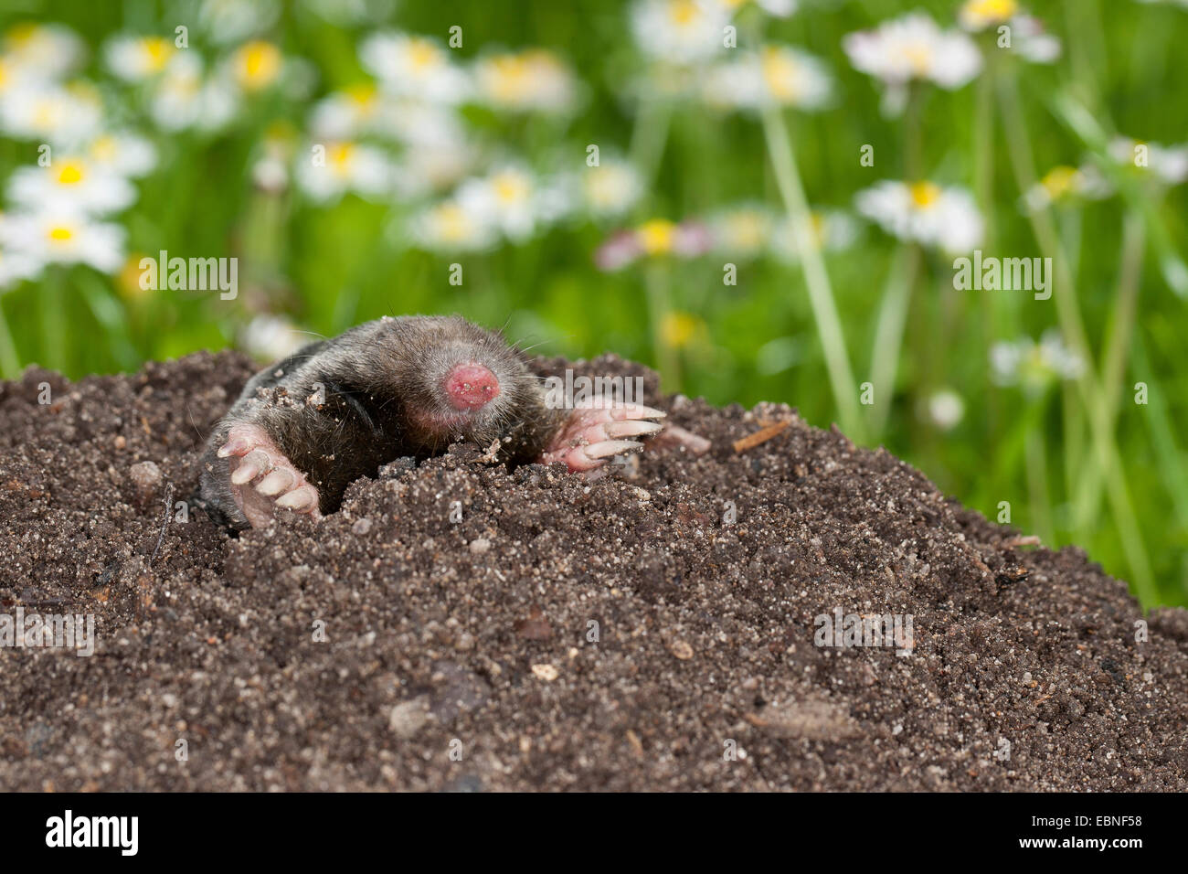 Europäischer Maulwurf, gemeinsame Maulwurf nördlichen Maulwurf (Talpa Europaea), auf Maulwurfshügel im Garten, Deutschland Stockfoto