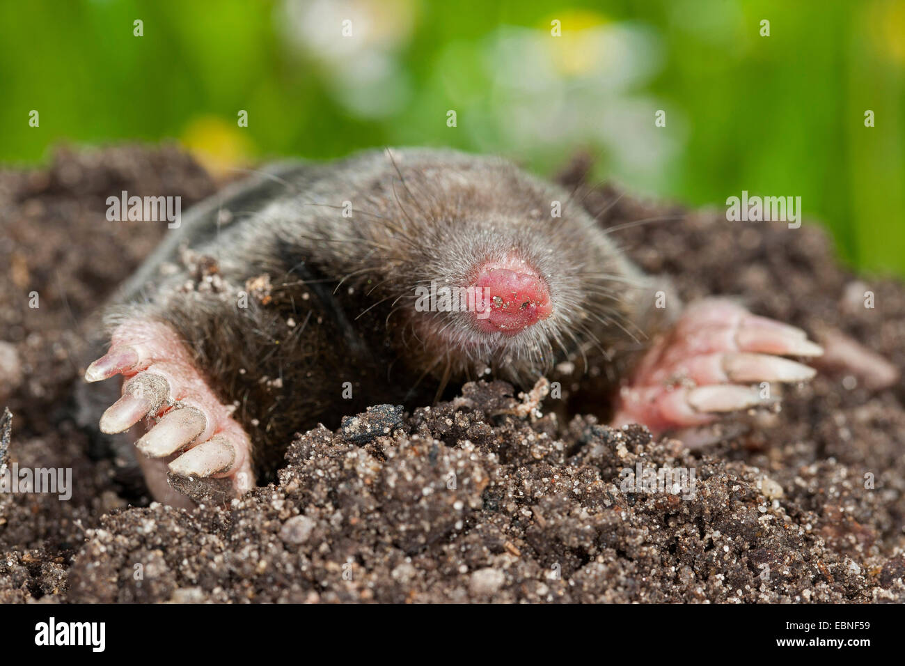 Europäischer Maulwurf, gemeinsame Maulwurf nördlichen Maulwurf (Talpa Europaea), auf Maulwurfshügel im Garten, Deutschland Stockfoto