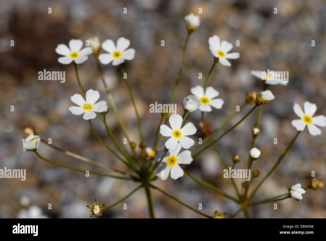 Rock-Jasmine (Androsace Lactiflora), blühen Stockfoto