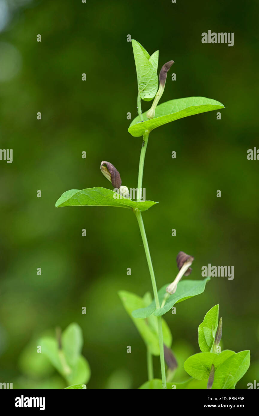 Runde-leaved Birthwort, Smearwort (Aristolochia Rotunda), blühen Stockfoto