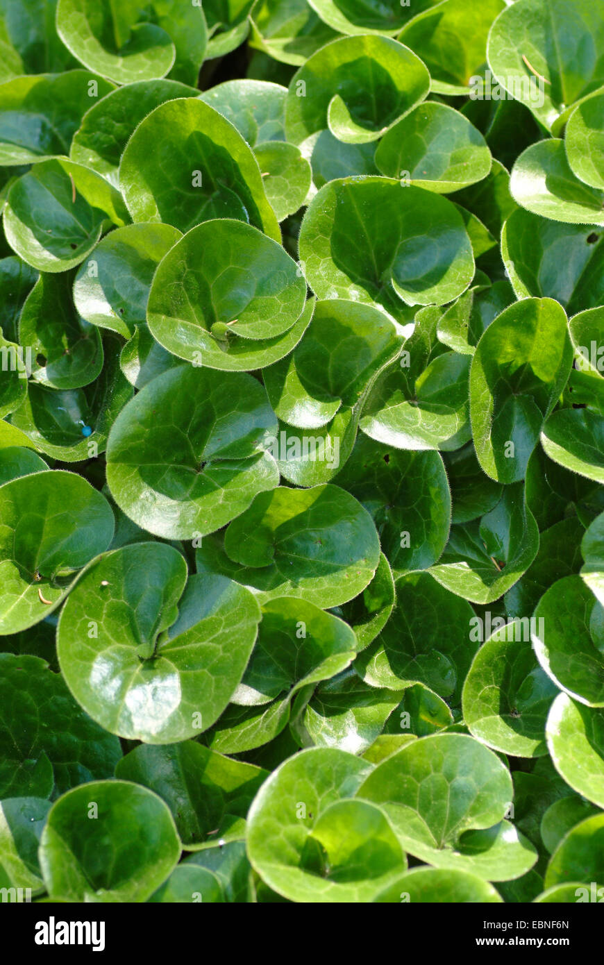 Asarabacca (Asarum Europaeum), Blätter, Deutschland Stockfoto