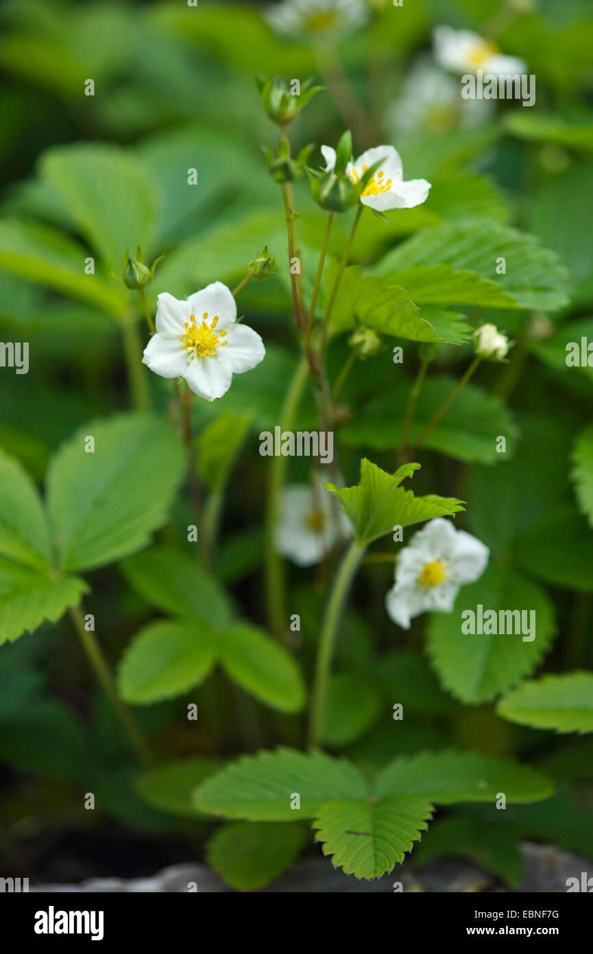 cremige Erdbeere, Erdbeere (Fragaria Viridis), blühen, Deutschland Stockfoto