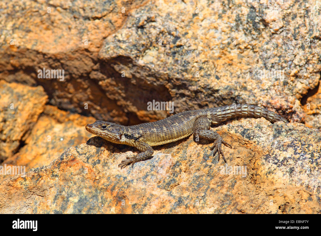 Southern-Rock Agama, South African Rock Agama (Agama Atra), Sonnenbaden auf einem Felsen, Südafrika, Namaqua Nationalpark Stockfoto