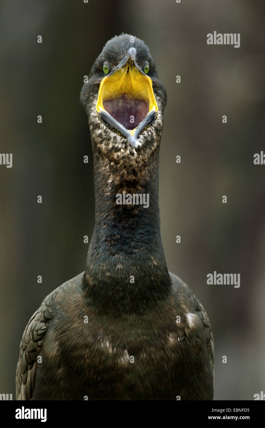 Shag (Phalacrocorax Aristotelis), Kopf mit der Aufforderung, United Kingdom, England, Northumberland, Farne Islands hautnah Stockfoto