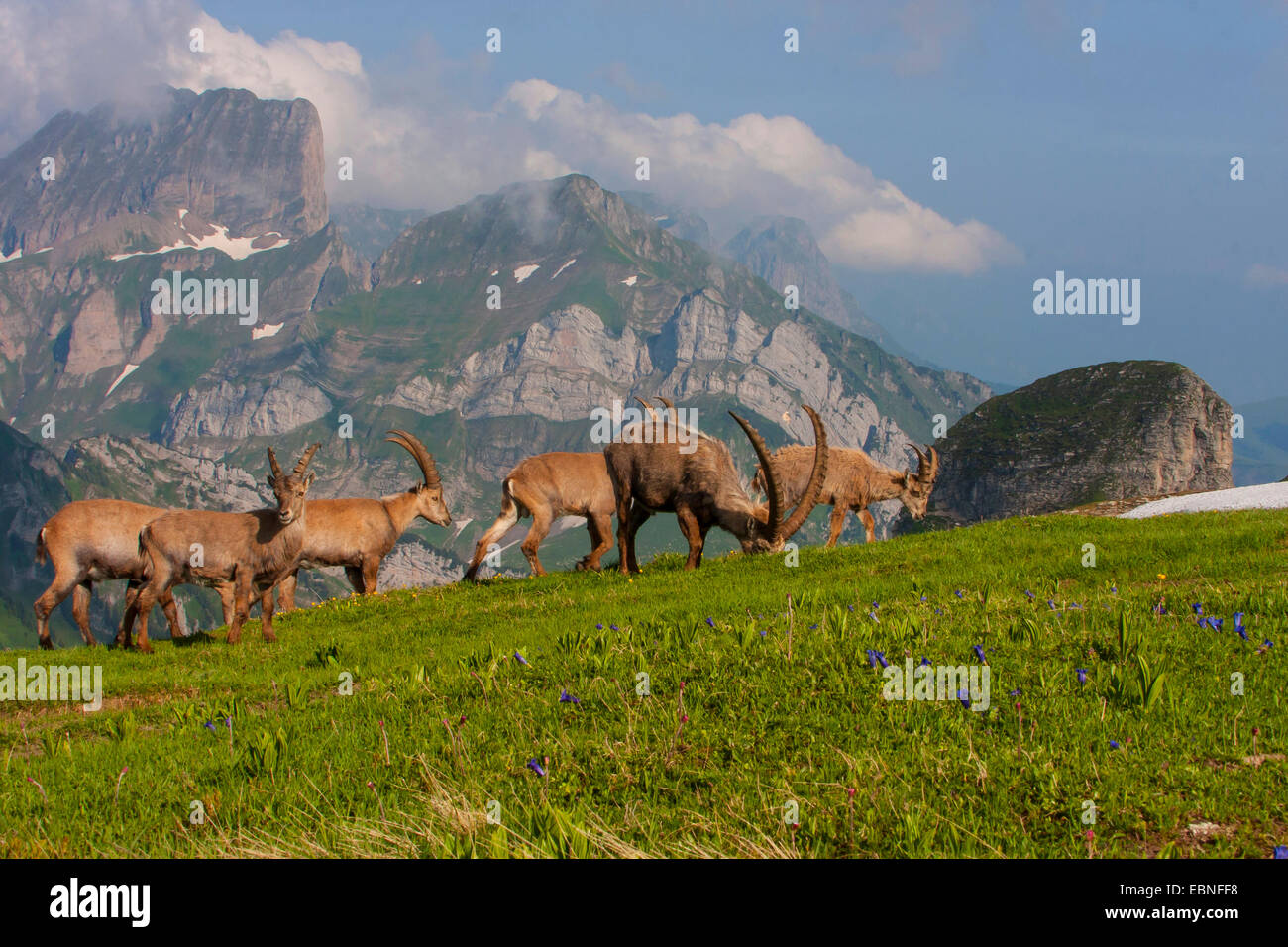 Alpensteinbock (Capra Ibex, Capra Ibex Ibex), Gruppe der Steinböcke Weiden auf einer Bergwiese, Schweiz, Toggenburg, Chaeserrugg Stockfoto