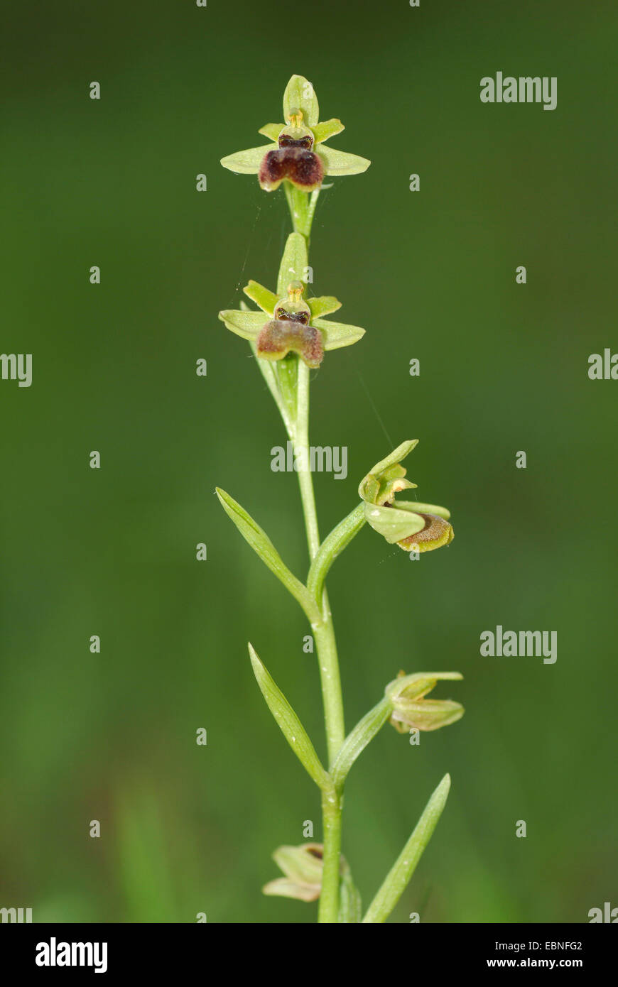 kleine Spinne Ophrys (Ophrys Araneola), blühen, Schweiz Stockfoto