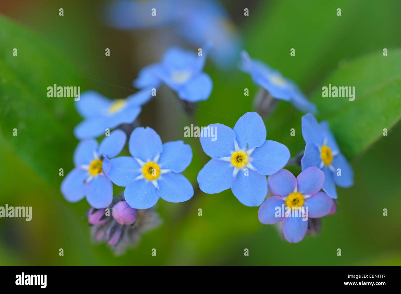 Holz-Vergissmeinnicht, Wald-Vergissmeinnicht (Myosotis Sylvatica), Blumen Stockfoto
