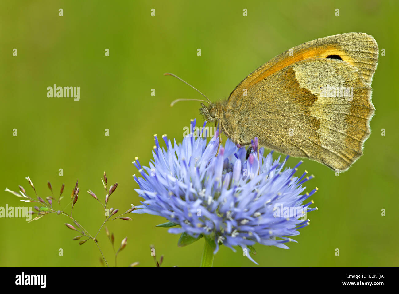 Wiese Braun (Maniola Jurtina, Epinephele Jurtina), sitzen auf Jasione Montana, Deutschland, Schleswig-Holstein Stockfoto