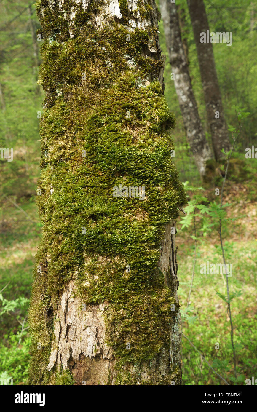 moosbewachsenen Baumstamm, Oberbayern, Oberbayern, Bayern, Deutschland Stockfoto