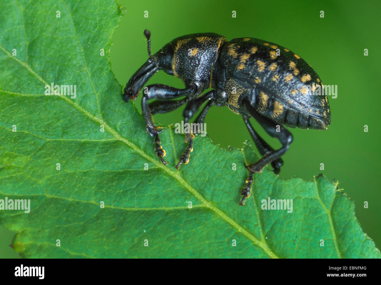 Rüsselkäfer (Liparus Germanus), auf einem Blatt, Oberbayern, Oberbayern, Bayern, Deutschland Stockfoto